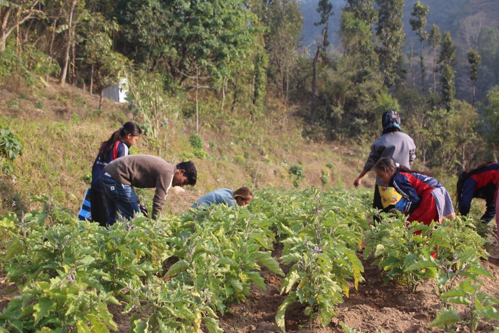 agriculture